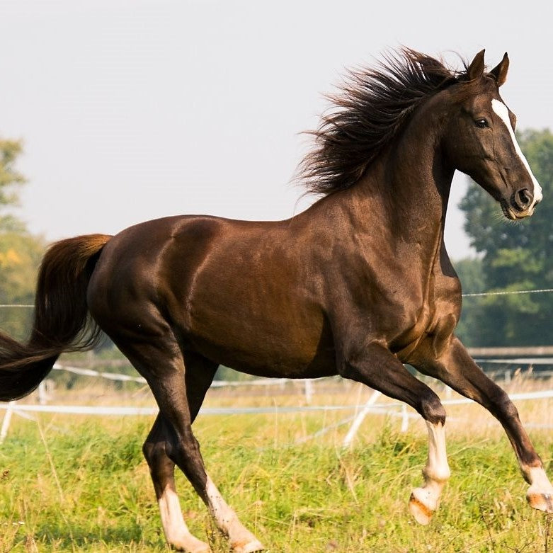 Top 10 fascinating facts every horse owner must know